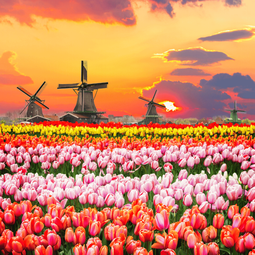 Netherlands Work Permit